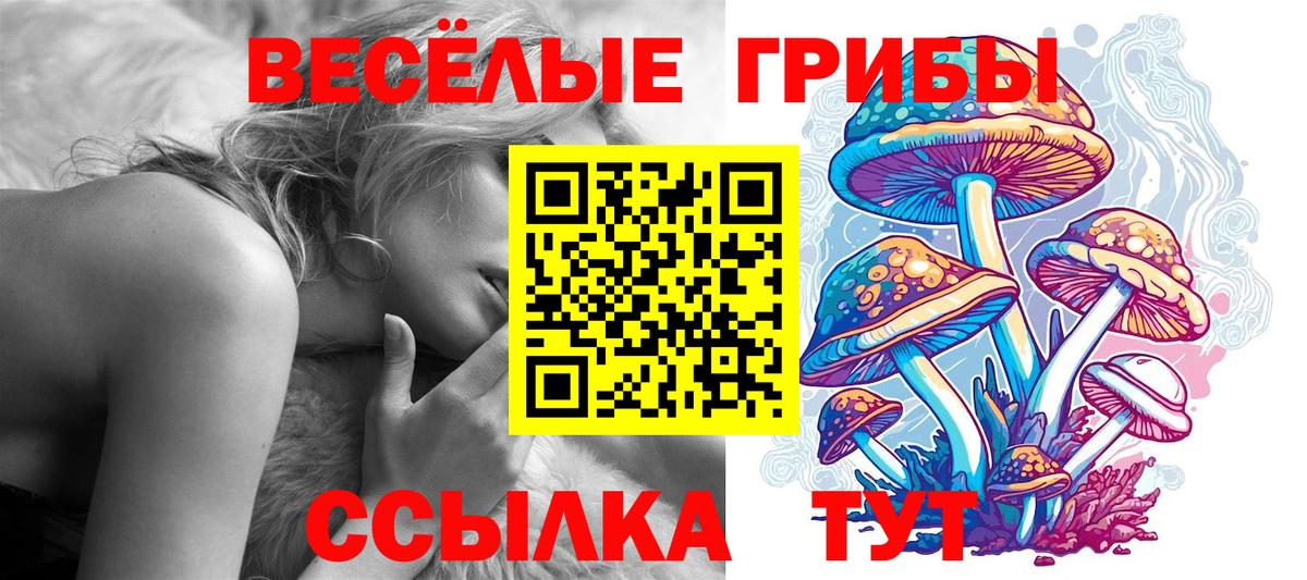 Галлюциногенные грибы Psilocybe Новоалтайск